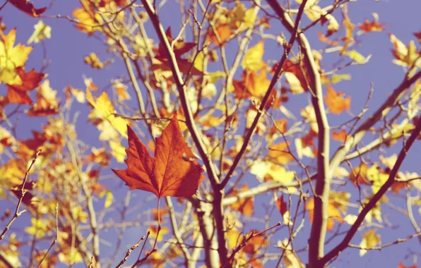 Осень, небо, листья, ветки, клен
