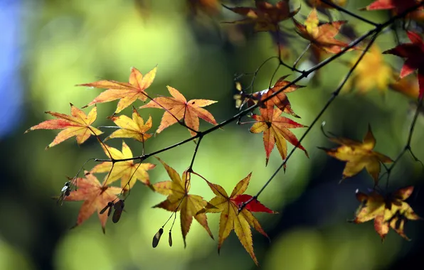 Зелень, осень, листья, ветка