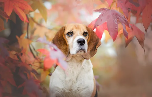 Картинка осень, взгляд, морда, листья, собака, Бигль