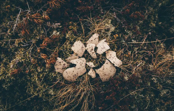 Broken, egg, vegetation