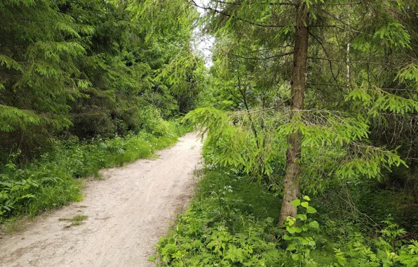 Парк, тропинка, Гатчина