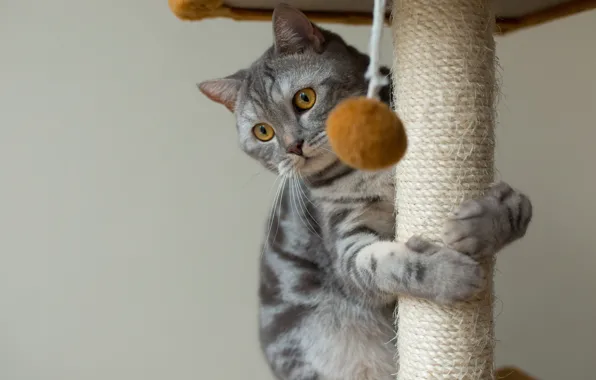 Кошка, кот, когтеточка