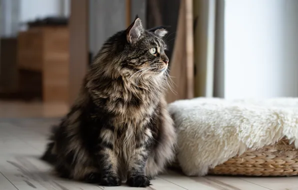 Кошка, кот, взгляд, морда, поза, серый, комната, окно