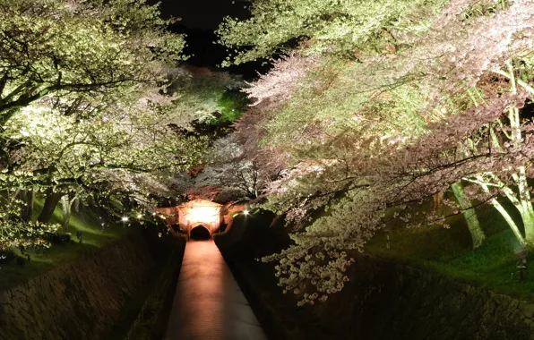 Деревья, ночь, сакура, подсветка, канал, цветущие
