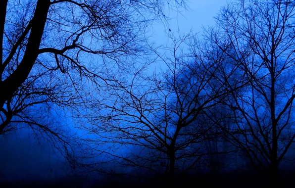 Dark, forest, night, park, tree