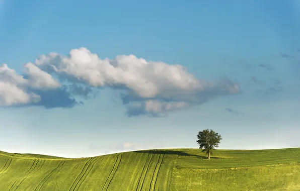 Картинка небо, облака, дерево, поля, весна, ковры