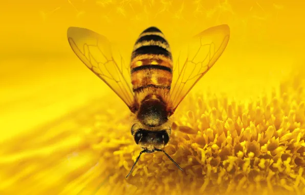 Цветок, природа, насекомое, пчеловидная муха