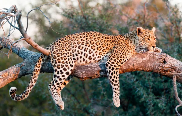 Картинка солнце, природа, хищник, леопард, лежит, на дереве