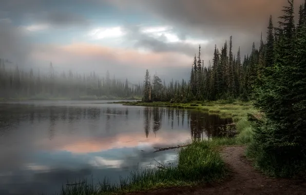 Берег, дождь, trees, rain, горизонт, sky, лес, тучи