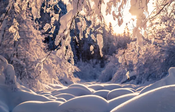 Картинка зима, лес, снег, деревья, ветки, природа, сугробы, Thomas Zagler