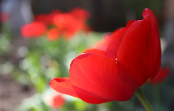 Макро, красный, тюльпан, red, macro, Tulip