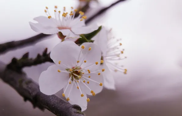 White, flower, spring, twig, blooming