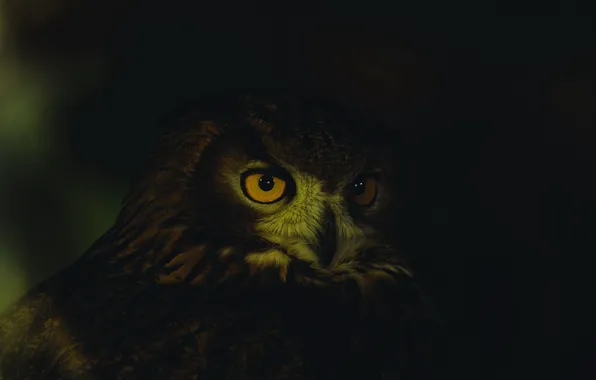 Картинка dark, close-up, animals, eyes, feathers, animal, owl, wildlife