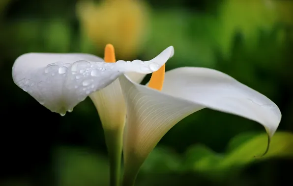 Макро, цветы, капельки, утро, flowers, macro, каллы, росинки