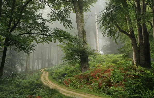 Картинка лес, деревья, дорожка, Испания
