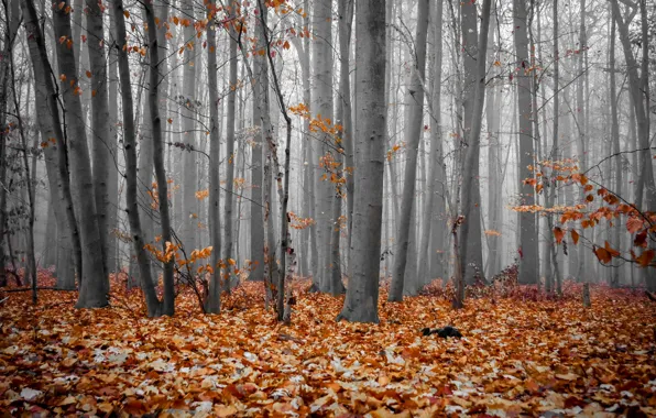Осень, лес, природа