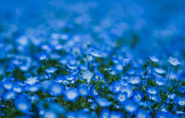Картинка цветы, лепестки, размытость, голубые, синие, Немофила