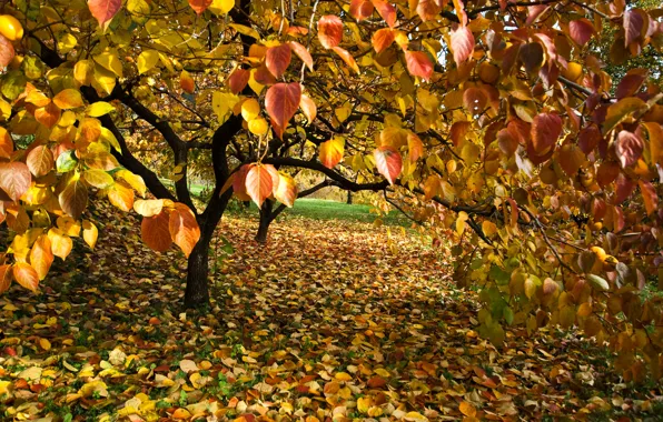 Картинка лес, листва, Осень, forest, листопад, autumn, leaves, fall