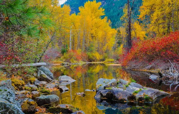 Картинка осень, лес, вода