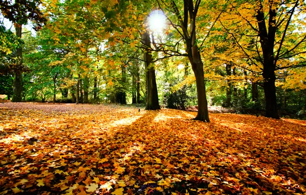 Картинка осень, солнце, деревья, листва, прирда