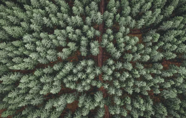 Дорога, лес, деревья, пейзаж, природа, вид сверху