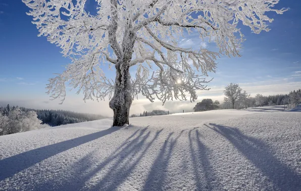 Картинка зима, солнце, лучи, снег, деревья, природа