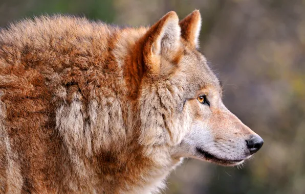 Волк, Wolf, canis lupus