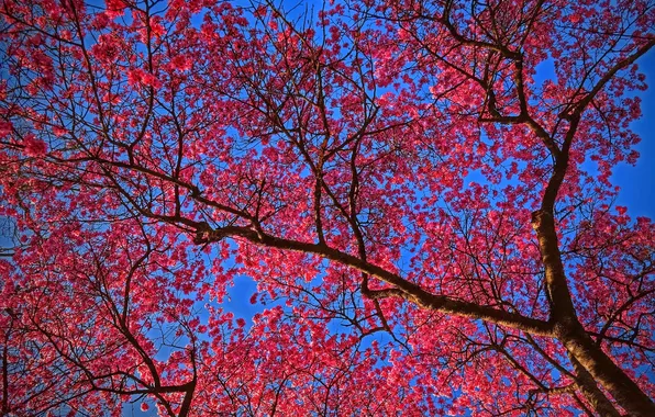 Картинка небо, дерево, весна, сад, цветение