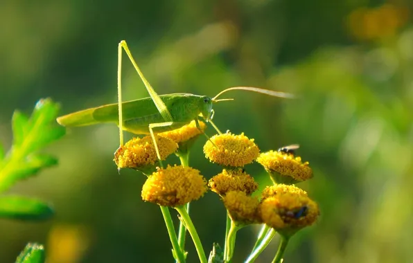 Green, flower, insect