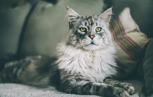 Кошка, кот, взгляд, морда, уют, серый, фон, диван