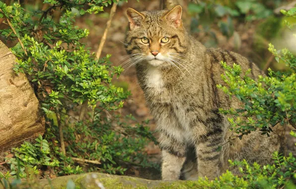 Картинка кошка, кот, куст, дикий, шотландский