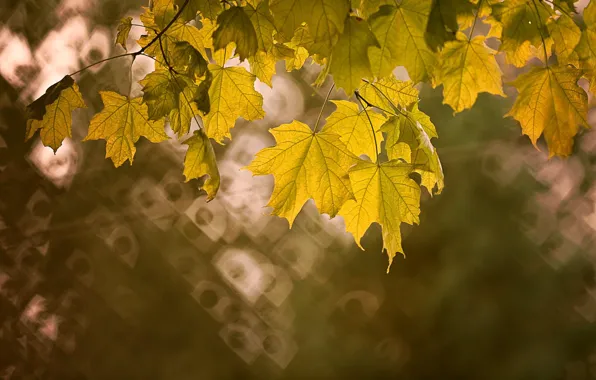 Картинка осень, листья, боке