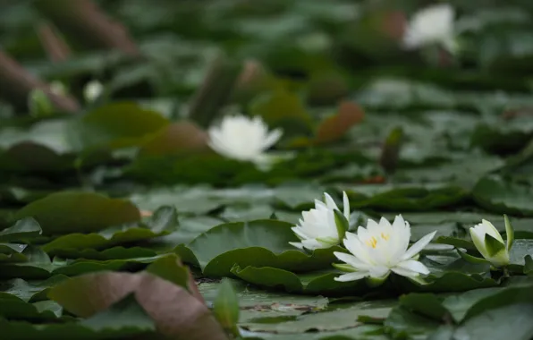 Природа, пруд, лотос