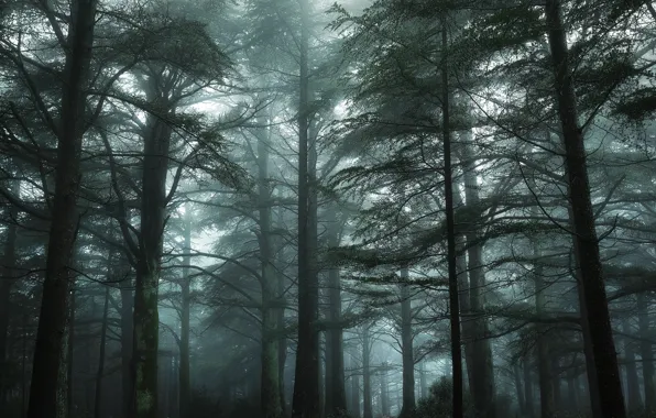 Картинка зелень, лес, деревья, туман, Франция, мох, Nikon, дымка