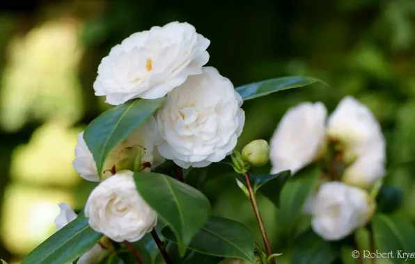 Картинка листья, бутон, цветение, кустарник, leaf, камелия, shrubs, flowering