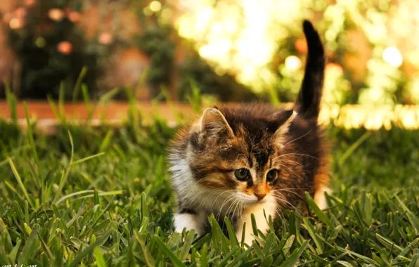 Картинка трава, котенок, иследователь