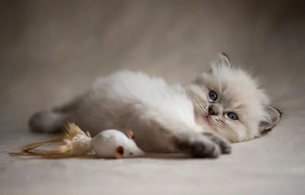 Кошка, котенок, фон, игрушка, игра, пушистый, мышь, мышка