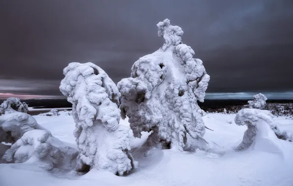 Зима, деревья, пейзаж, природа, снега, Мурманская область, Заполярье