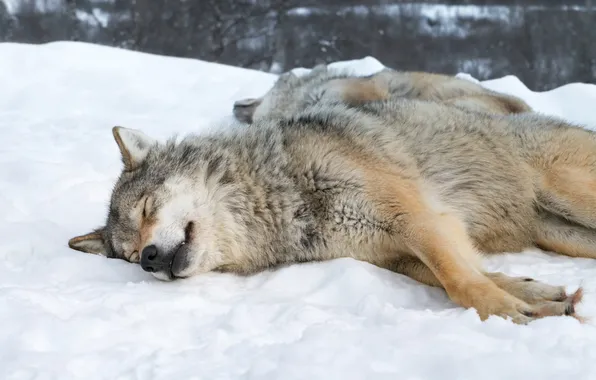 Nature, face, animal, wolf, wildlife, head, fur, mammal