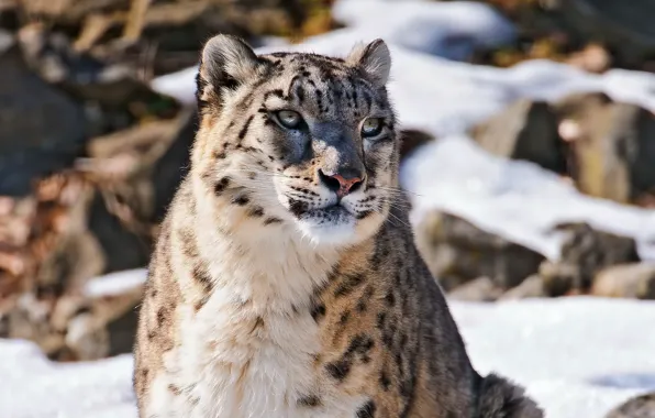 Морда, снег, горы, ирбис, снежный барс, snow leopard, смотрит, uncia uncia