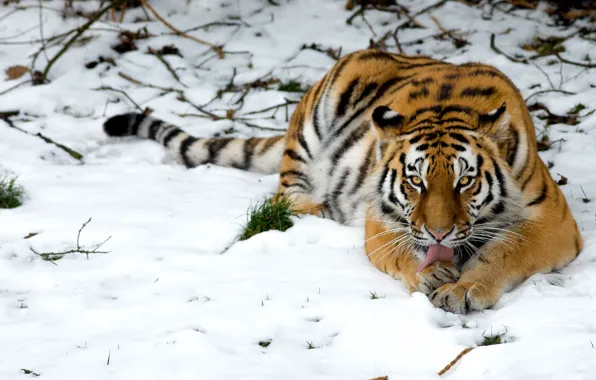 Картинка снег, тигр, дикая кошка