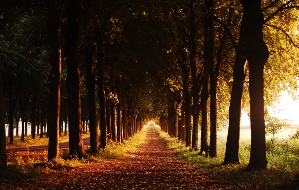Картинка осень, деревья, тропа, вечер, аллея