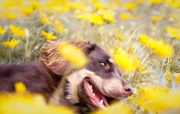 Картинка поле, цветы, собака