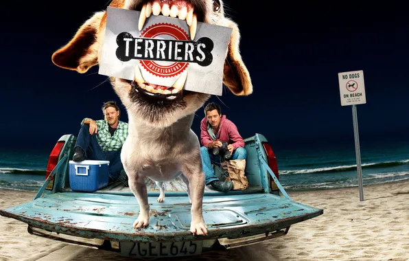 Картинка beach, dogs, terriers