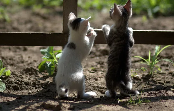 Забор, любопытство, на задних лапах, два котёнка