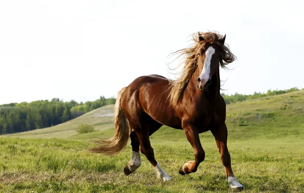 Картинка природа, конь, лошадь