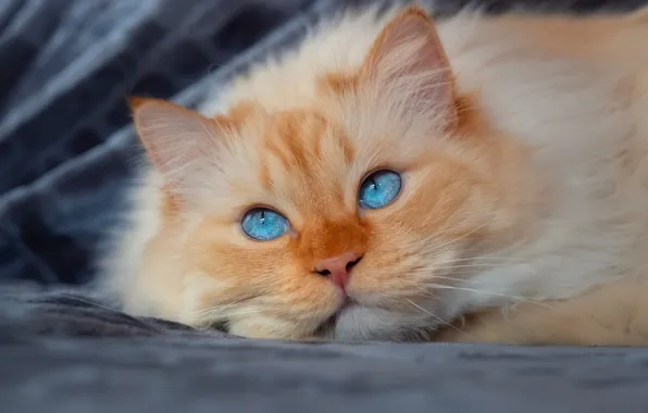 Кошка, кот, взгляд, поза, портрет, покрывало, рыжий, лежит