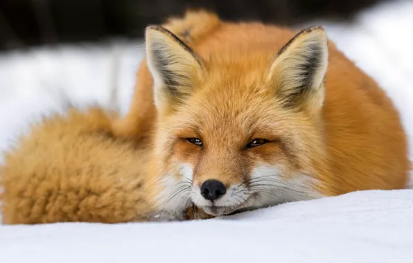 Картинка зима, взгляд, морда, снег, лиса, хвост, сугробы, лежит