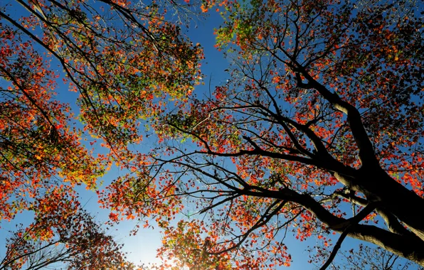 Картинка осень, небо, листья, дерево