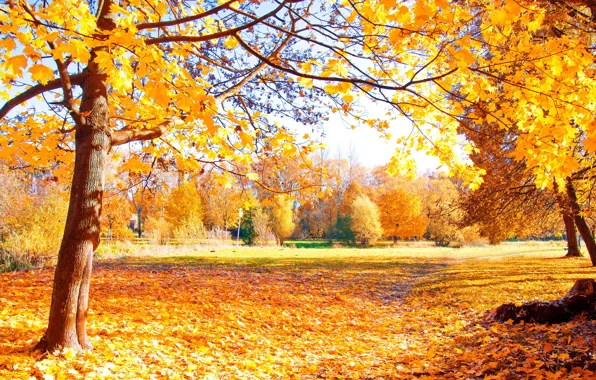 Картинка осень, лес, листья, деревья, парк, forest, landscape, park